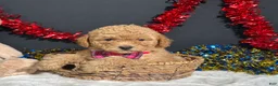 Toy Poodle dogs for sale: Lila - Ad 7