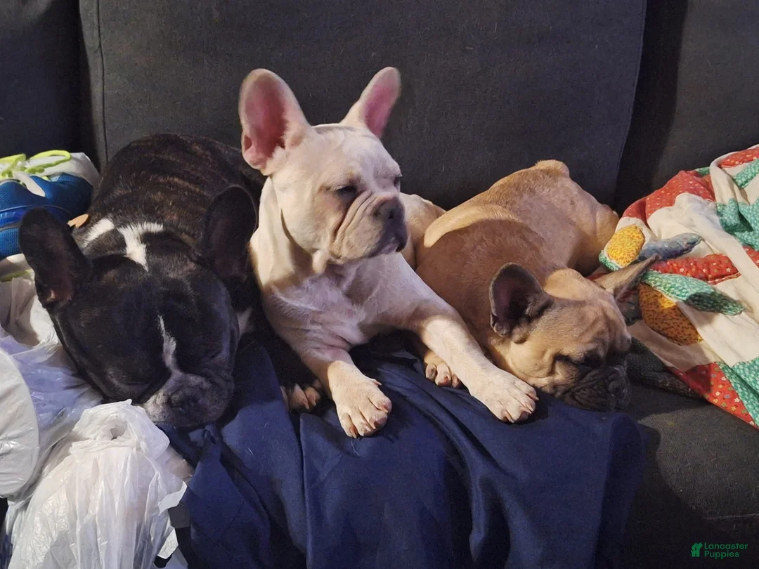 French Bulldog dogs for sale:  Puppy 2 - Ad 2