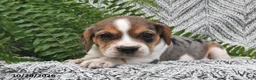 Mixed Breed dogs for sale: Lula  - Ad 1