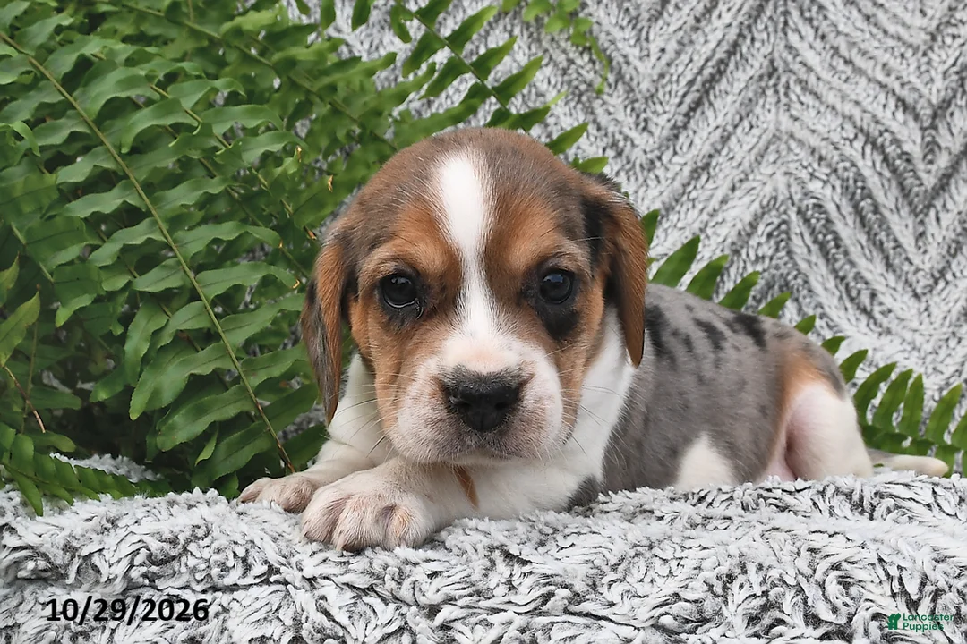 Mixed Breed dogs for sale: Lula  - Ad 1