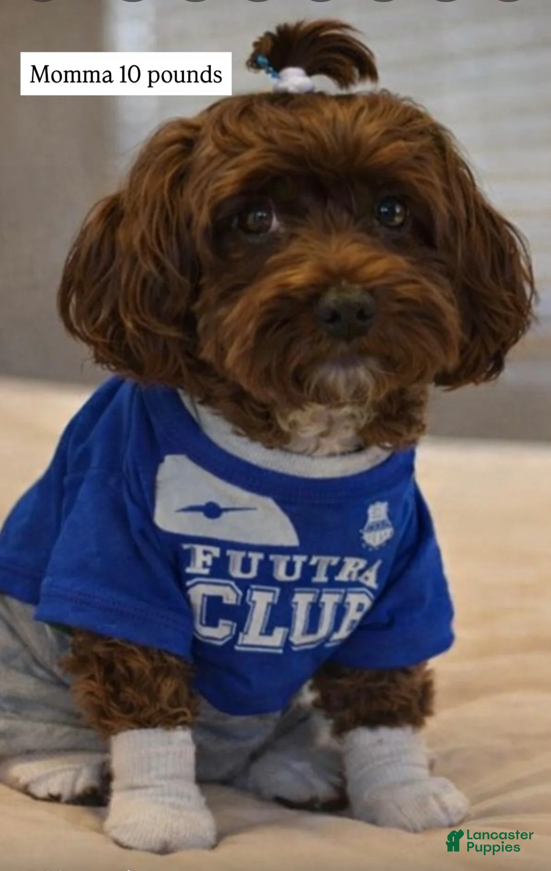 Cavapoo dogs for sale: Lilly - Ad 6