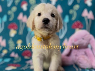 Golden Retriever dogs - Ad 18