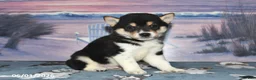 Shiba Inu dogs for sale: Lee - Ad 5
