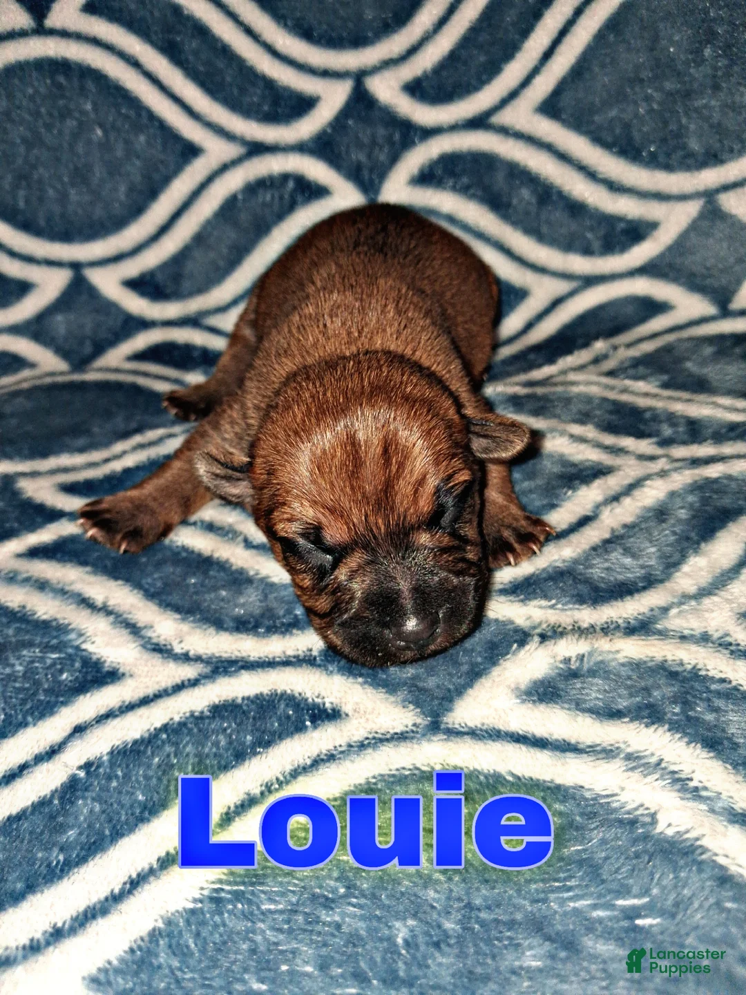Chorkie dogs for sale: Chorkie Puppy Louie - Ad 1