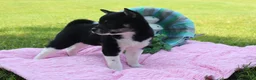 Shiba Inu dogs for sale: Aubrey - Ad 3