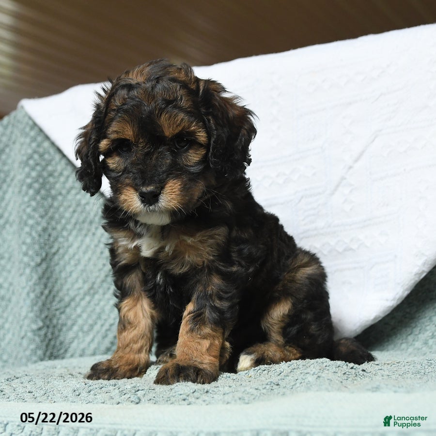 Cavapoochon dogs Waldo - Ad 2