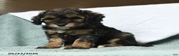 Cavapoochon dogs for sale: Waldo - Ad 2