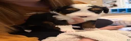 Mixed Breed dogs for sale: Russel - Ad 4