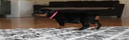 Doberman Pinscher dogs for sale: Sadie - Ad 3