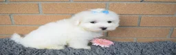 Maltese dogs for sale: Blake 💙 - Ad 5