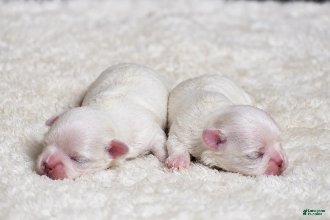 Maltese dogs for sale: Nancho - Teacup - Ad 11