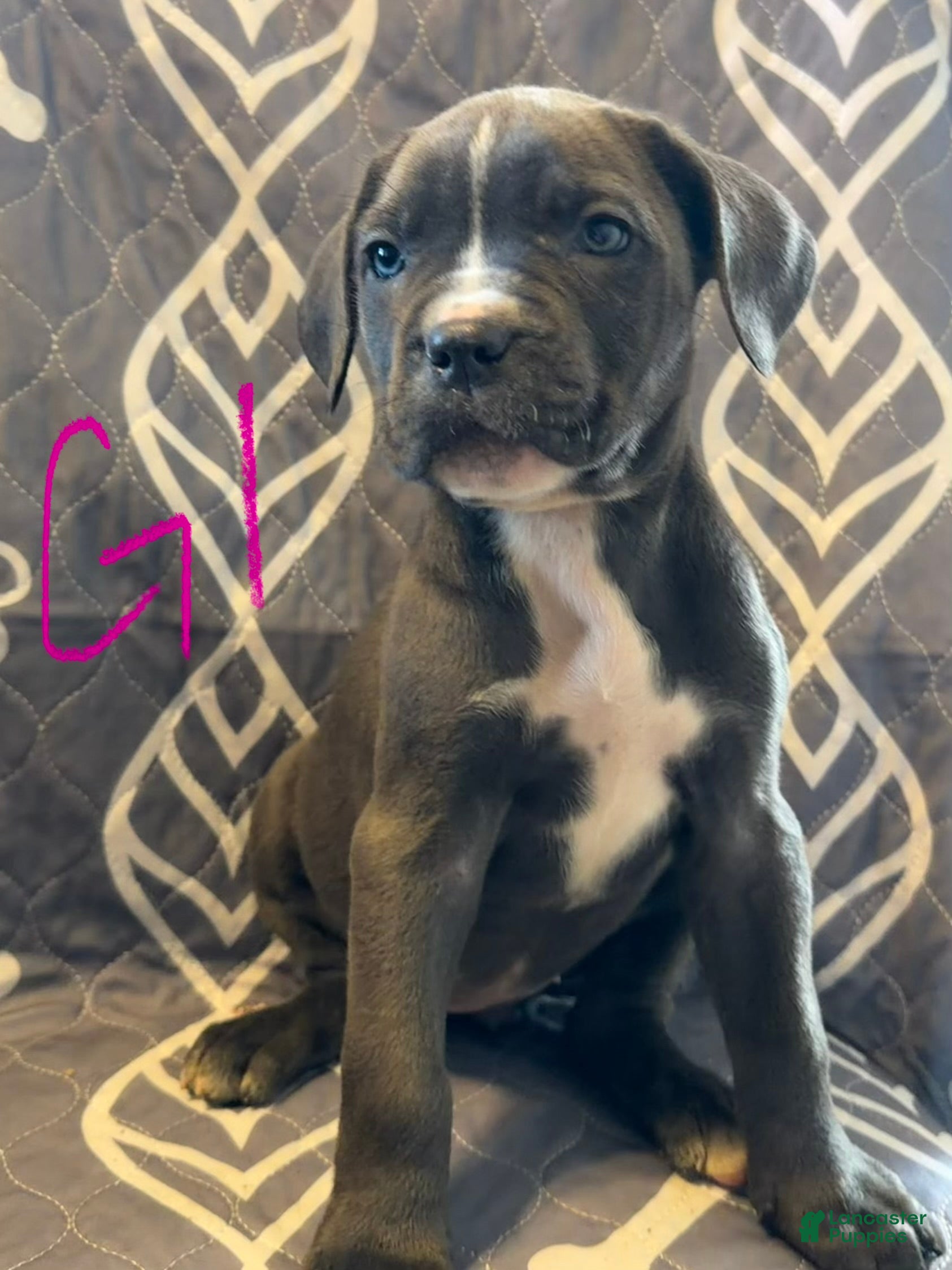 Cane Corso dogs G1 - Ad 36