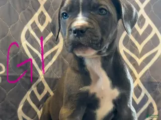 Cane Corso dogs G1 - Ad 36