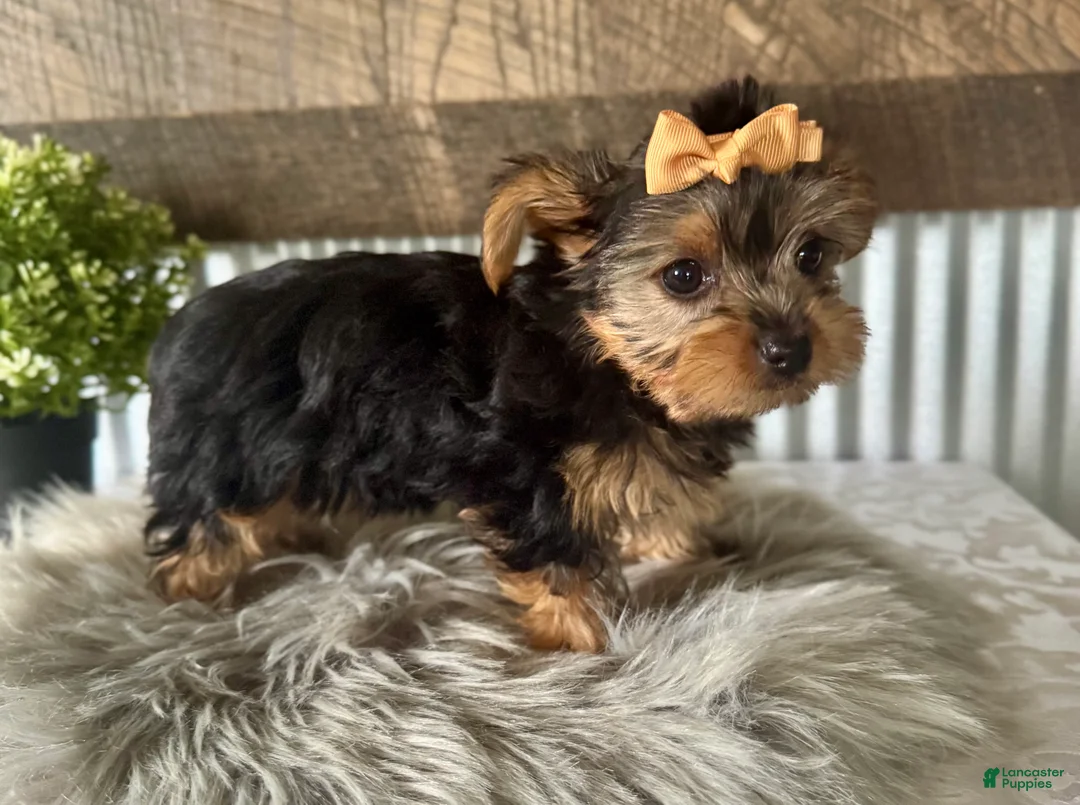 Yorkshire Terrier dogs for sale: Indy - Ad 2