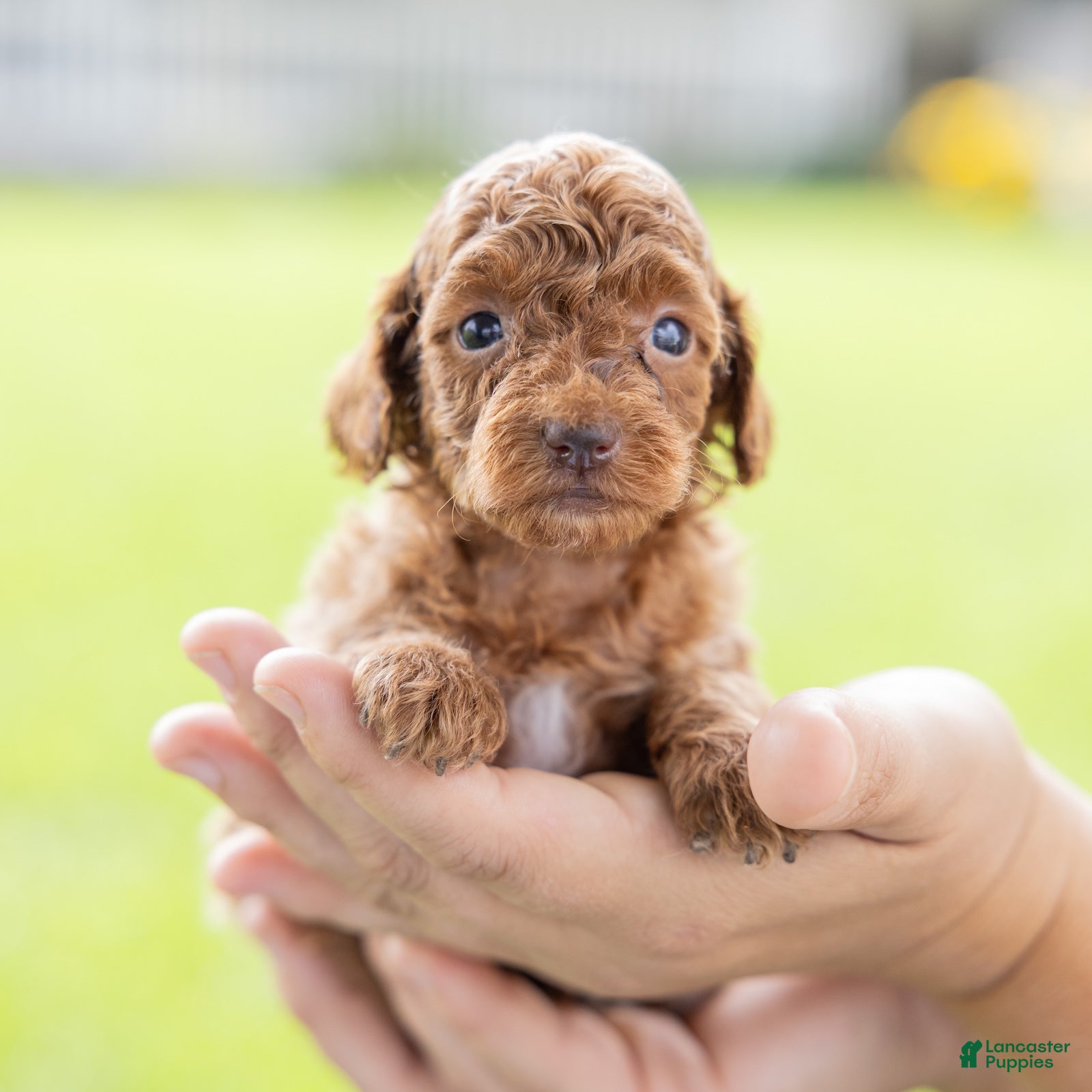 Toy Poodle dogs Olive - Ad 2