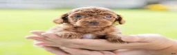 Toy Poodle dogs for sale: Olive - Ad 4