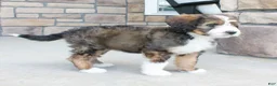 Bernedoodle dogs for sale: Chloe  - Ad 5