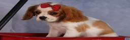 Cavalier King Charles Spaniel dogs for sale:  Nugget🐾 - Ad 9