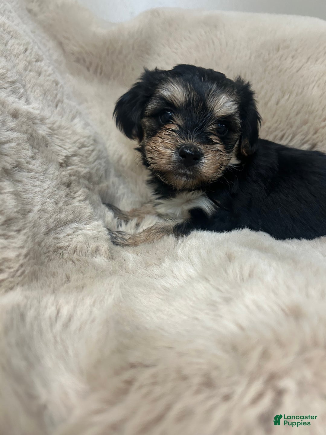 Morkie dogs for sale: Carter - Ad 6