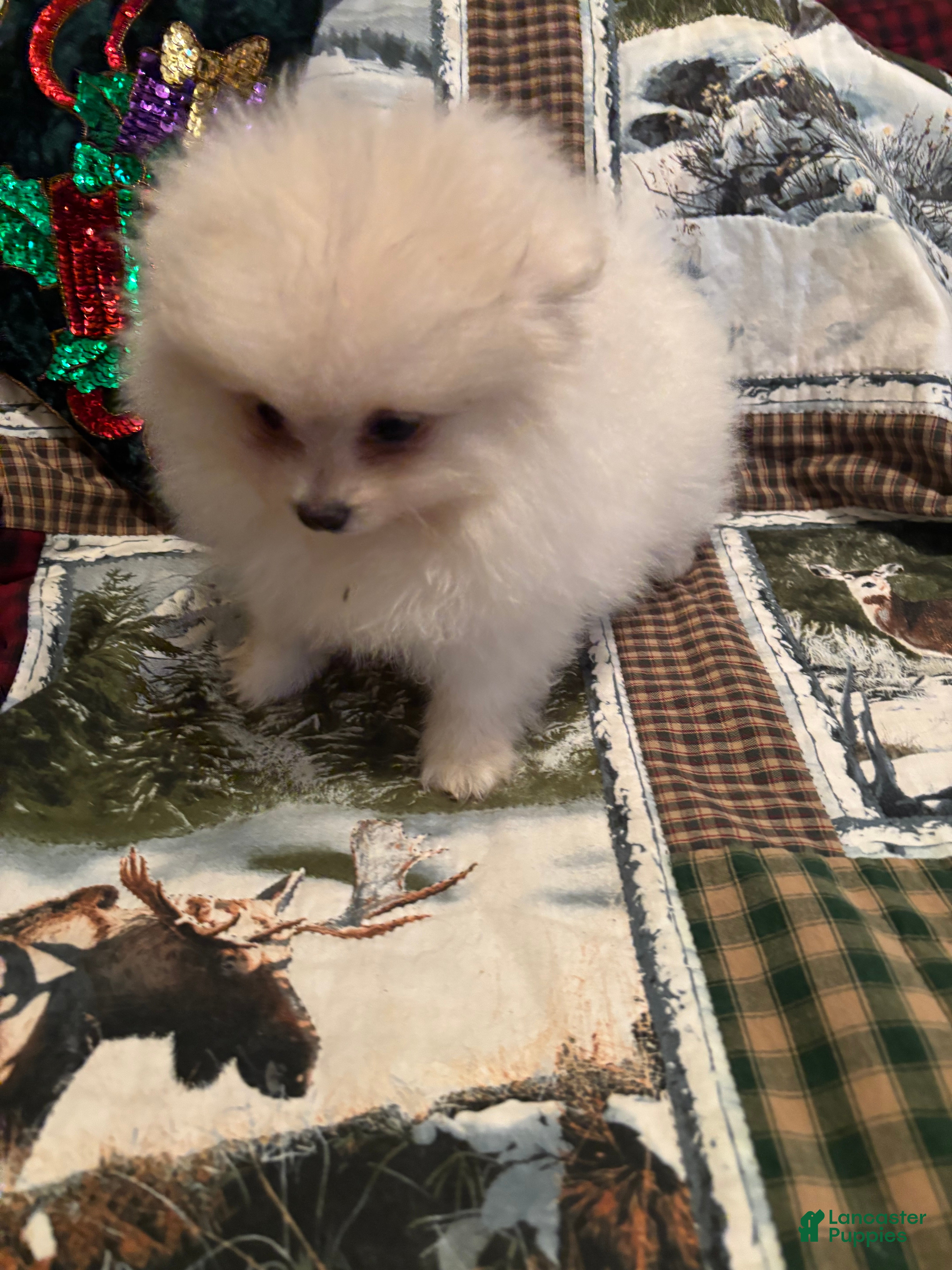Pomeranian dogs for sale: Pomeranian Puppy 3 - Ad 3