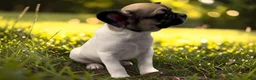 Frug dogs for sale: Olive - Ad 6