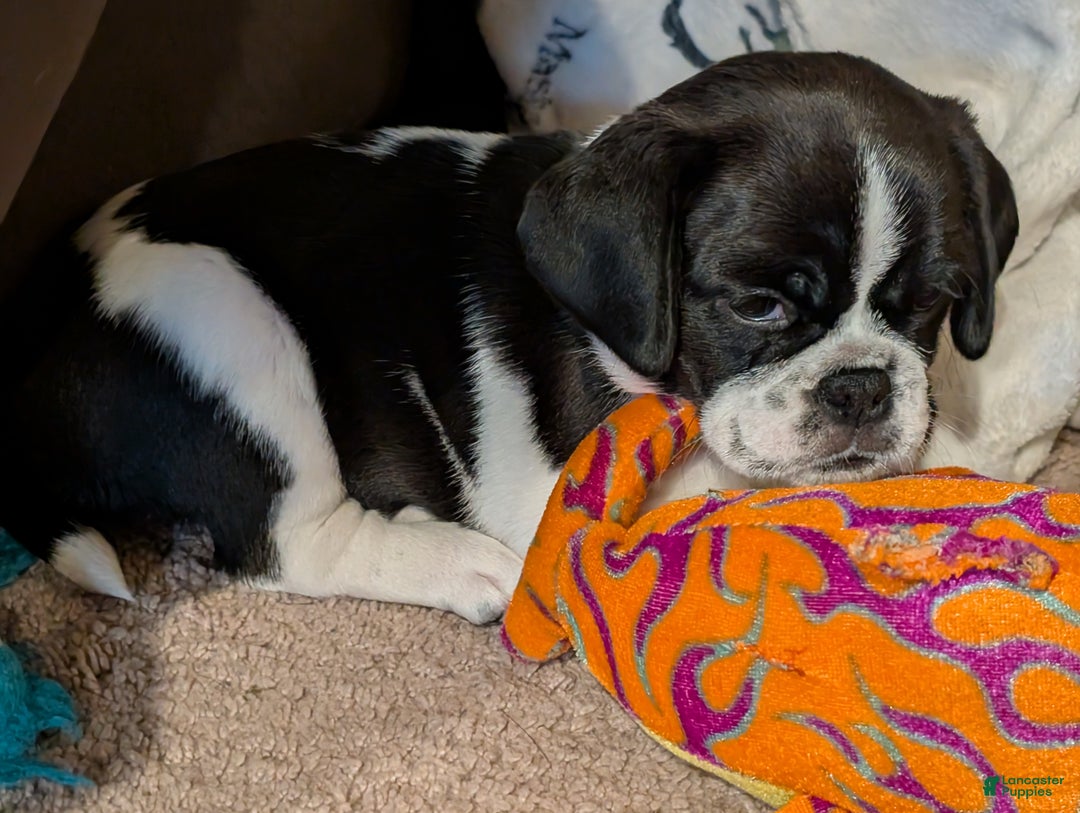 Puggle dogs for sale: Puggle Puppy 1 - Ad 1