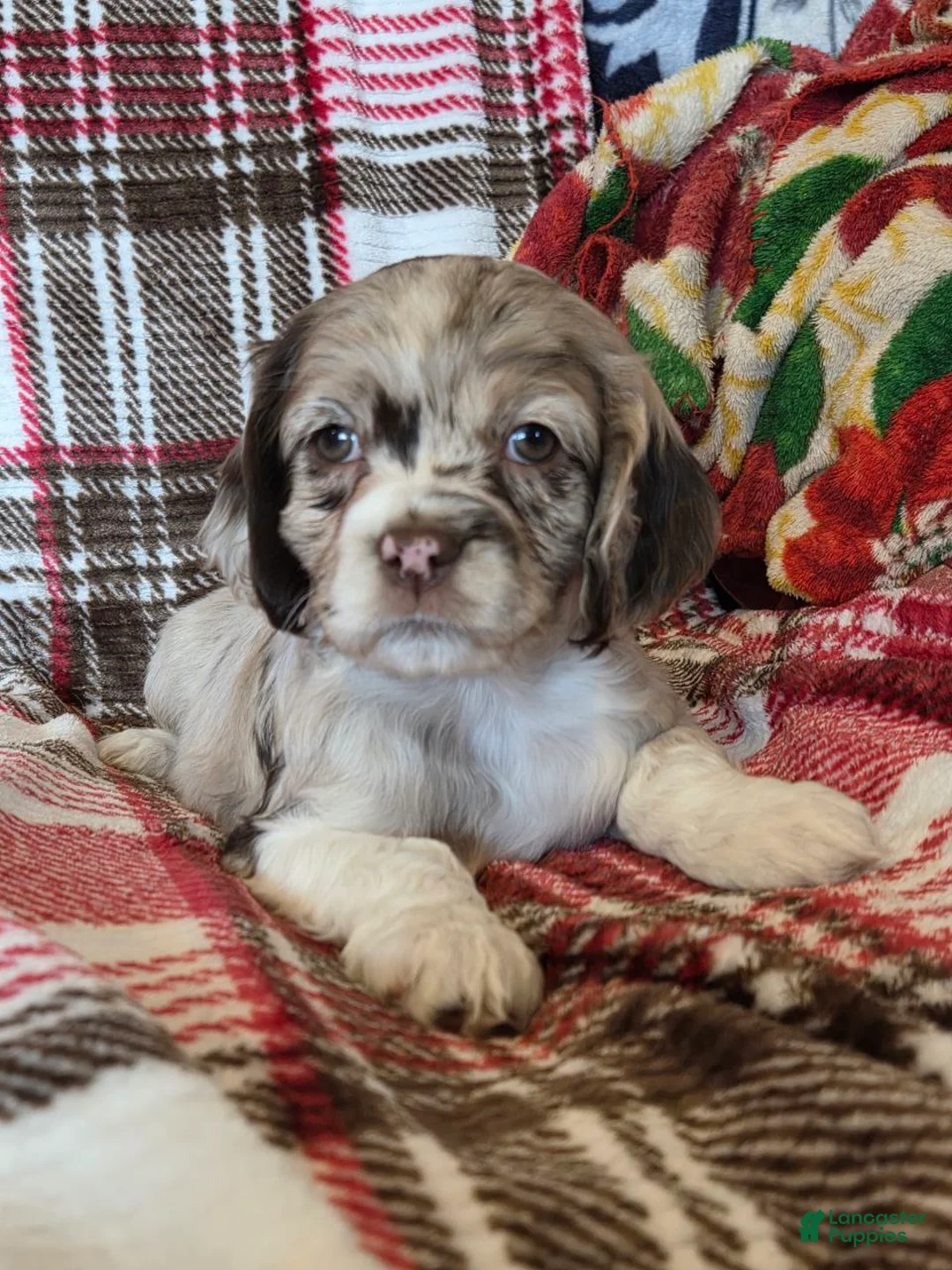 Mixed Breed dogs for sale: Latte  - Ad 2