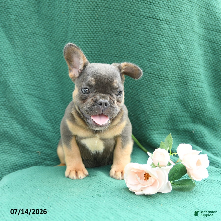 French Bulldog dogs Dennis - Ad 2