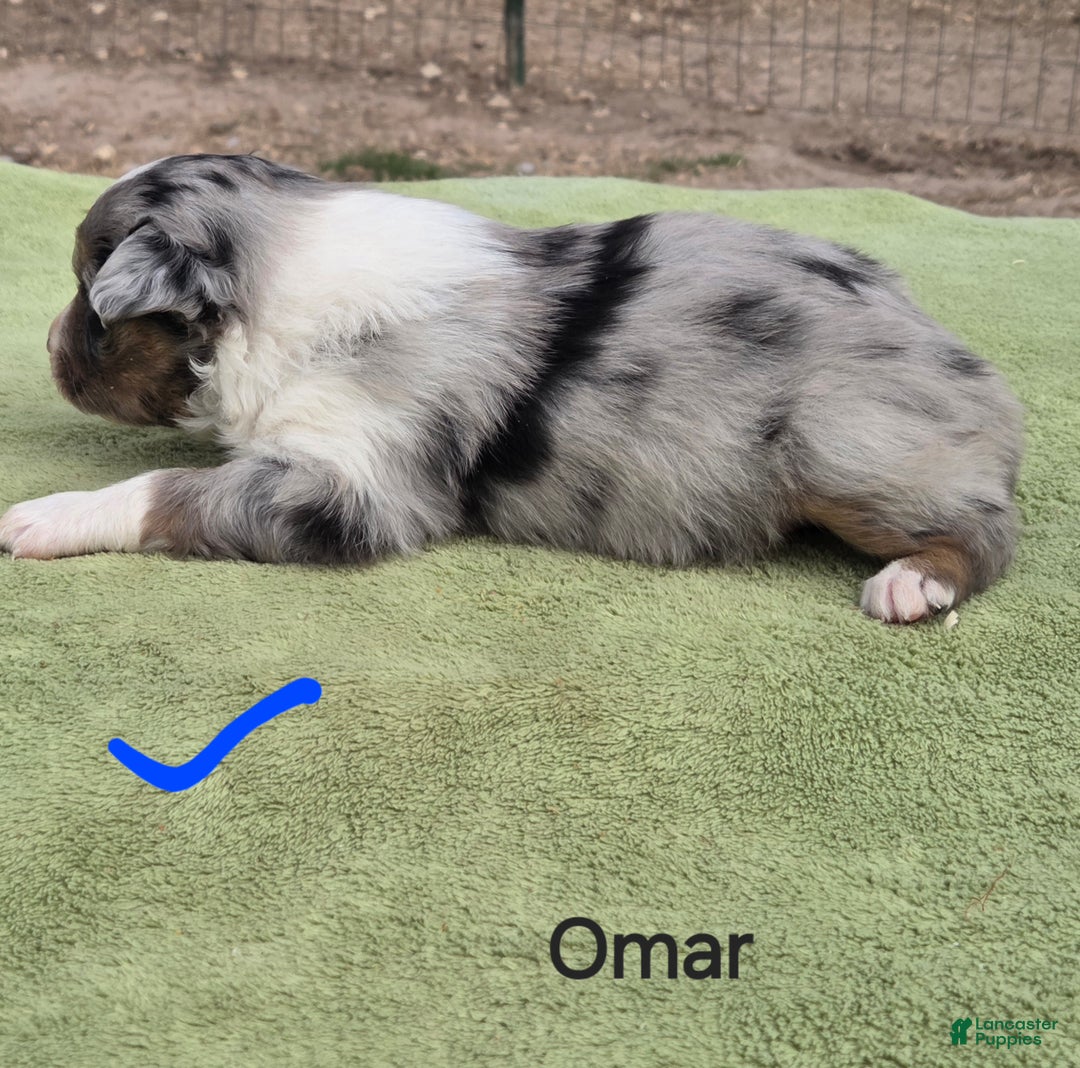 Australian Shepherd dogs for sale: Omar - Ad 3