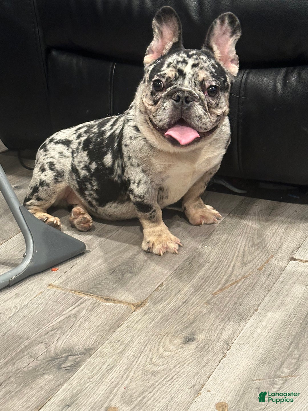 French Bulldog dogs for sale: Chanel  - Ad 5