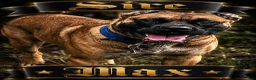 Mixed Breed dogs for sale: Yellow collar  - Ad 6