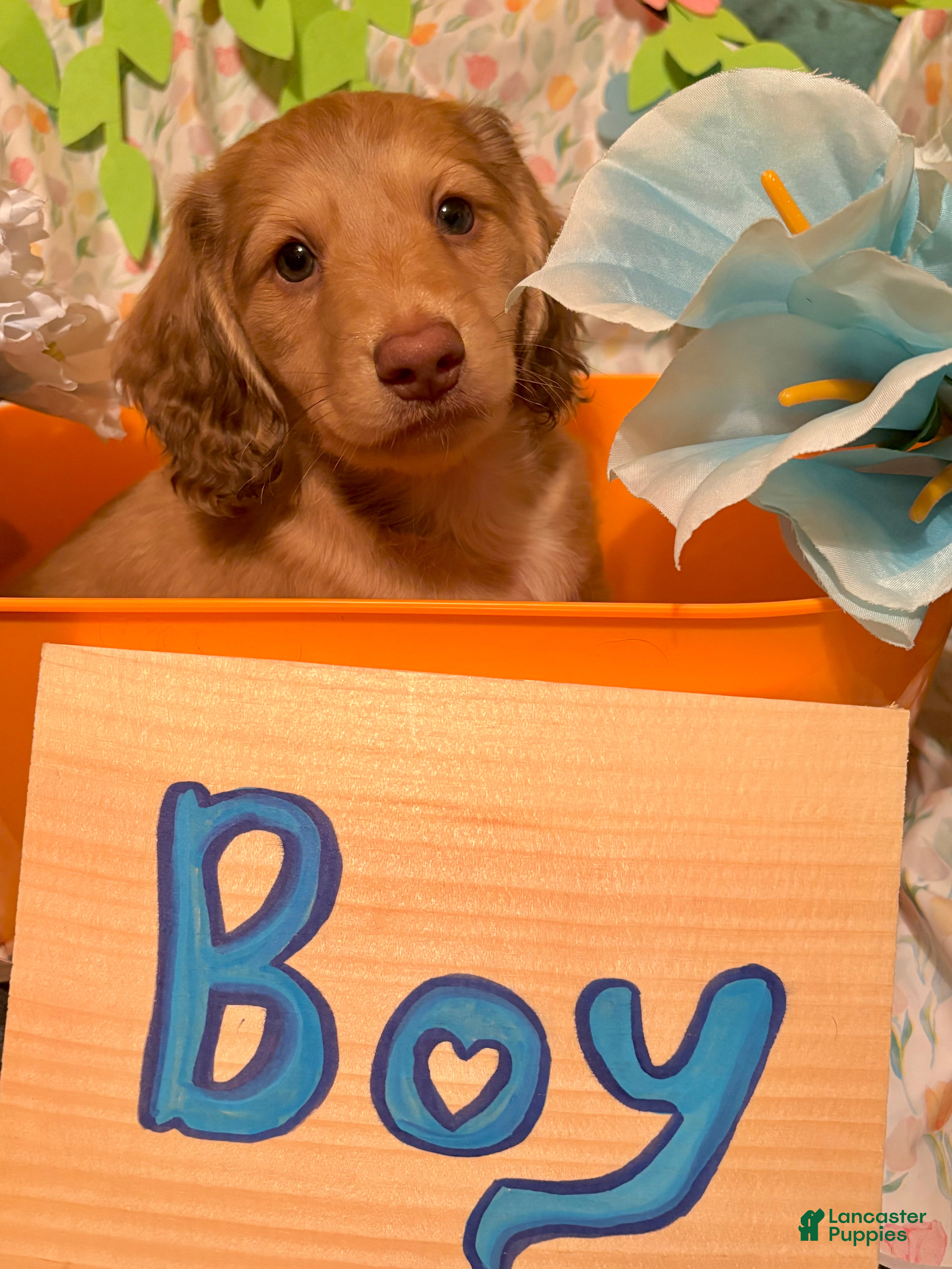 Miniature Dachshund dogs Won - Ad 1