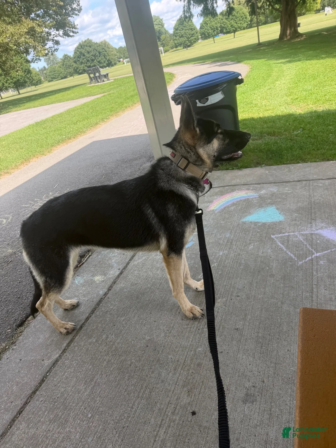 German Shepherd dogs for sale: German Shepherd 1 - Ad 1