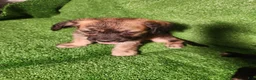 Mixed Breed dogs for sale: Brown Merel Brindle Girl. Beautiful Colors  - Ad 2