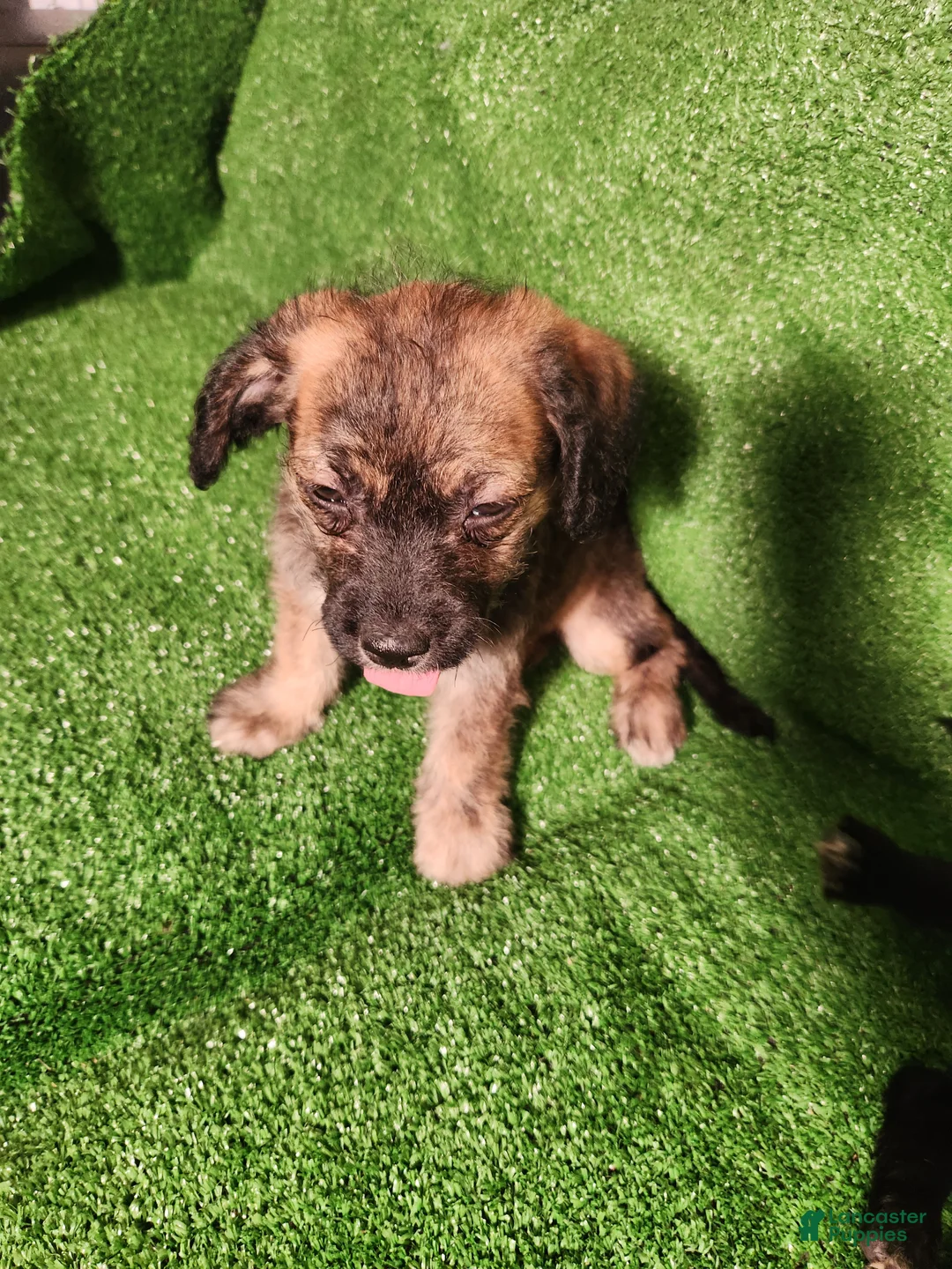Mixed Breed dogs for sale: Brown Merel Brindle Girl. Beautiful Colors  - Ad 2