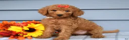 Goldendoodle dogs for sale: Oaklyn - Ad 3