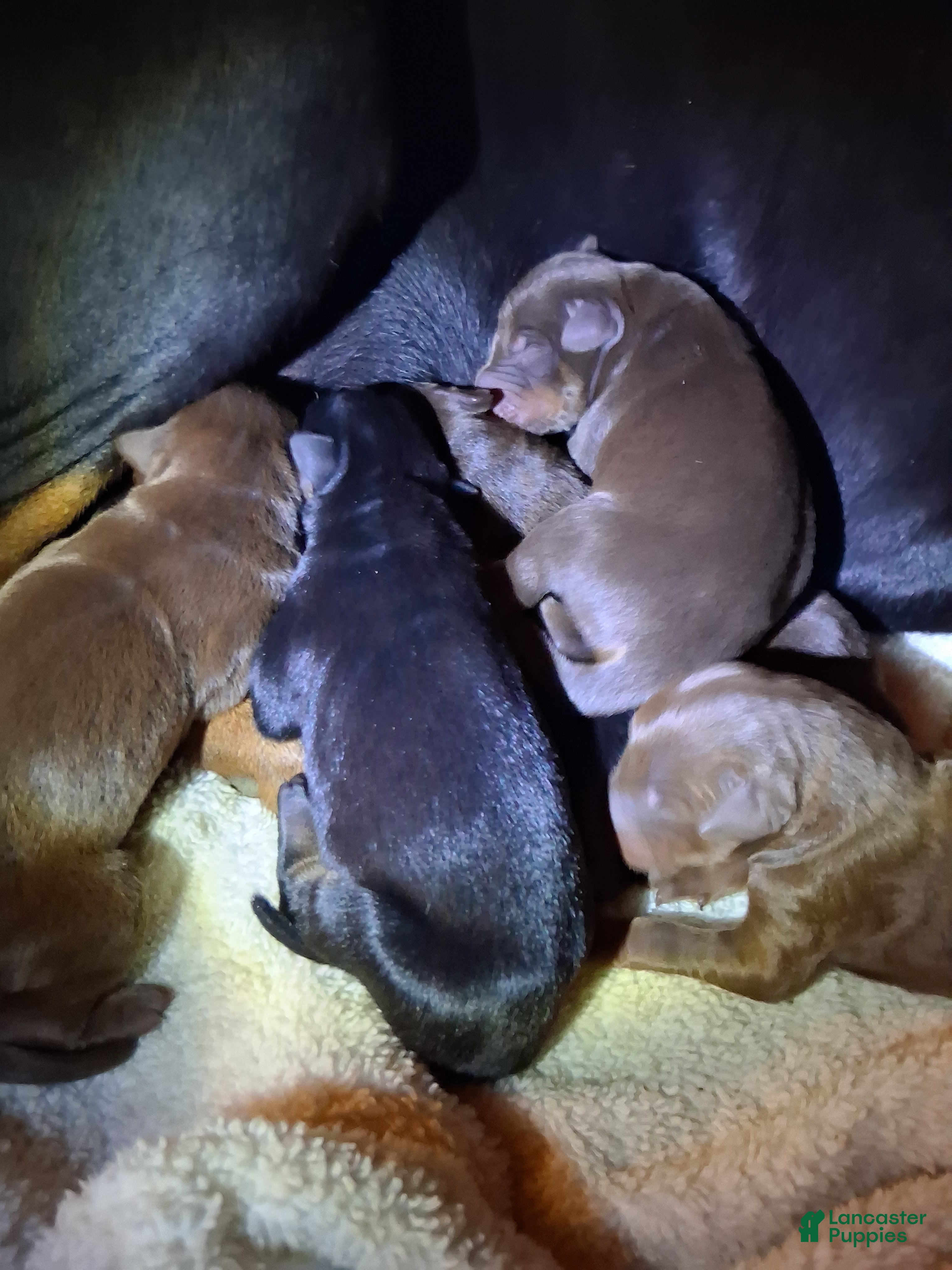 Doberman Pinscher dogs for sale: Doberman Pinscher 4 - Ad 17