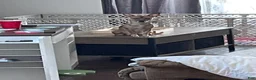 Chihuahua dogs for sale: Chihuahua 1 - Ad 5