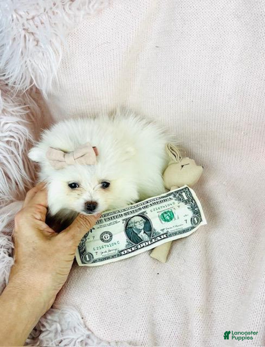 Pomeranian dogs for sale: Teacup Pomeranian Puppy 1 - Ad 2