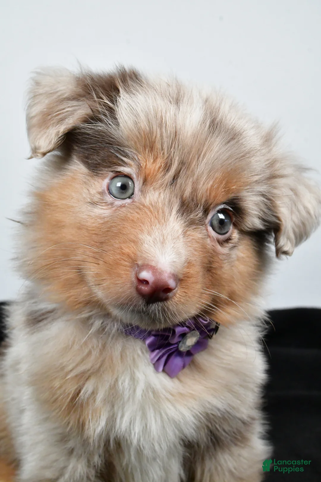 Miniature Australian Shepherd dogs for sale: Luna - Ad 4