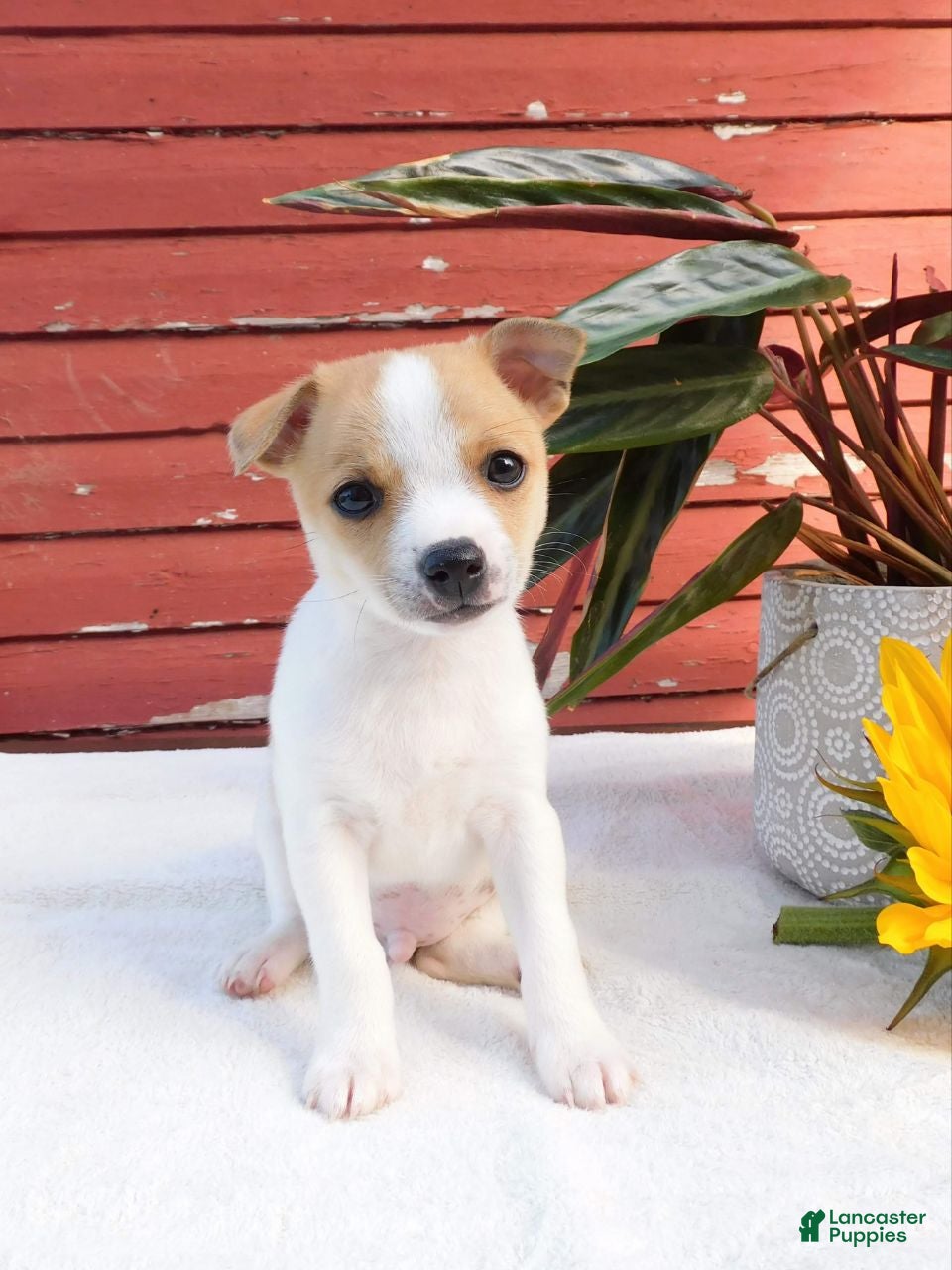 Mixed Breed dogs Jaxon - Ad 1