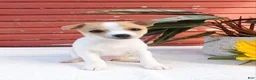 Mixed Breed dogs for sale: Jaxon - Ad 1