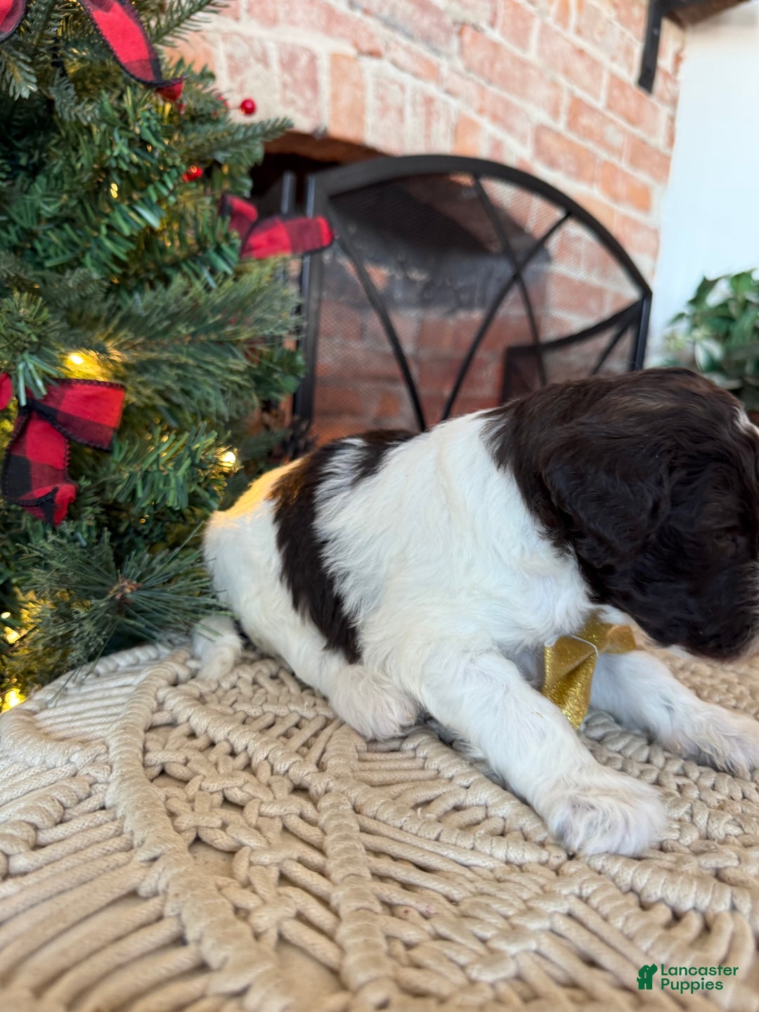 Mixed Breed dogs for sale: Phil - Ad 6