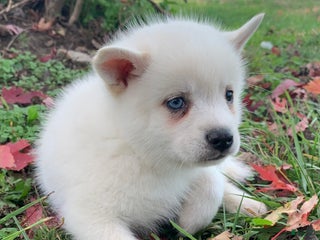 Alaskan Klee Kai dogs Sweet Trevor - Ad 14