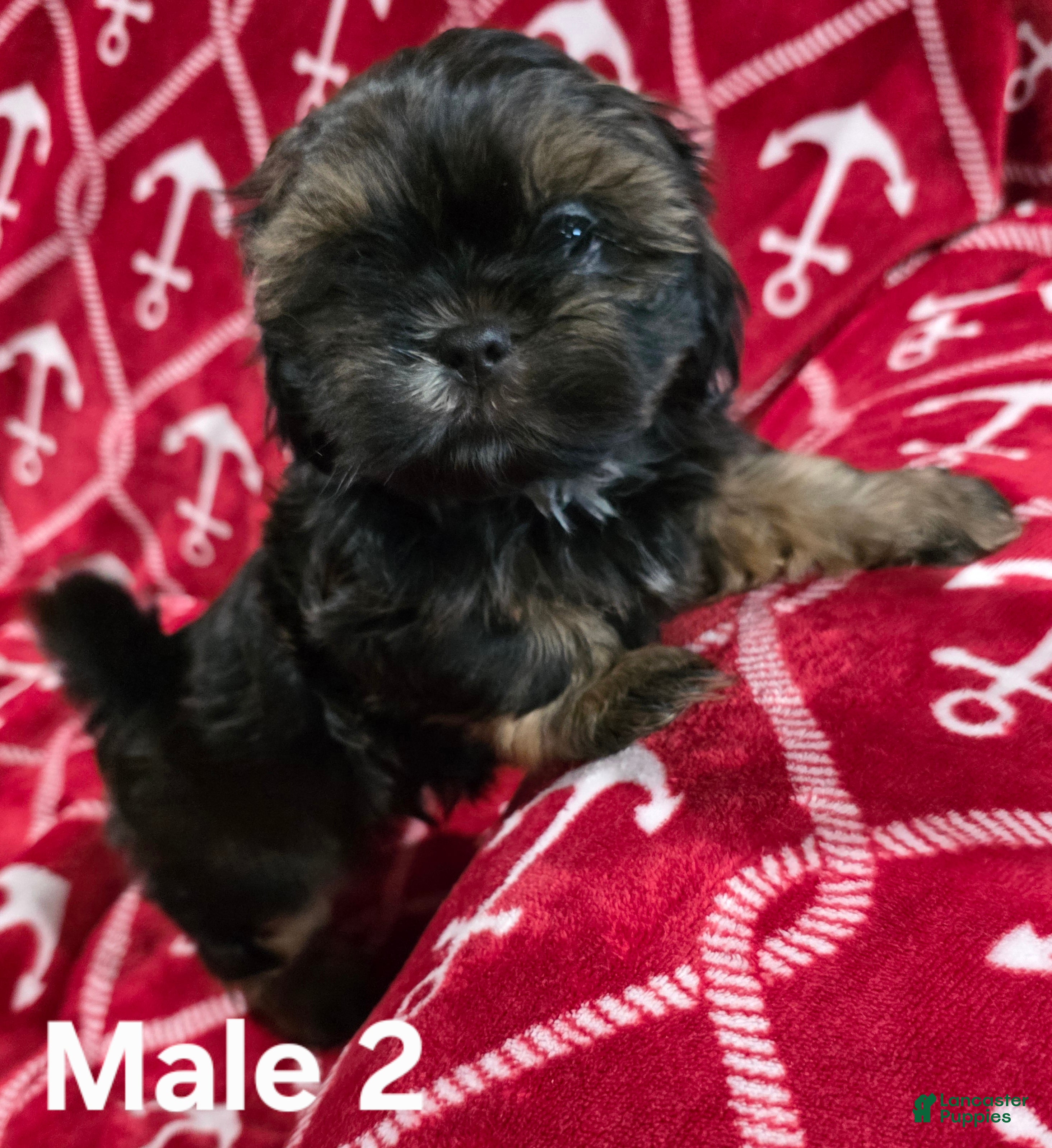 Shih Tzu dogs Shih Tzu Male 2 - Ad 2