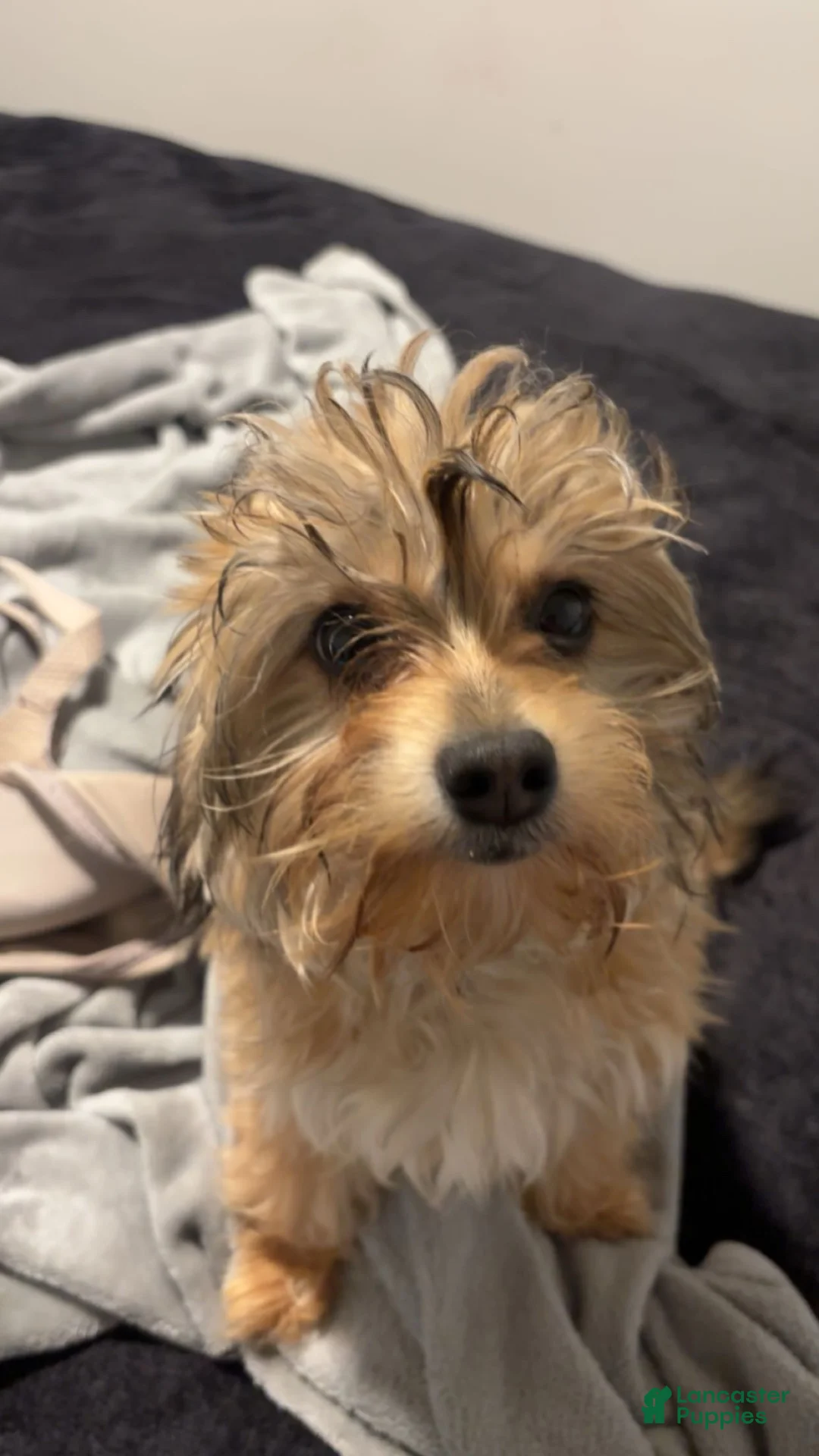 Yorkshire Terrier dogs for sale: Yorkshire Terrier 1 - Ad 1