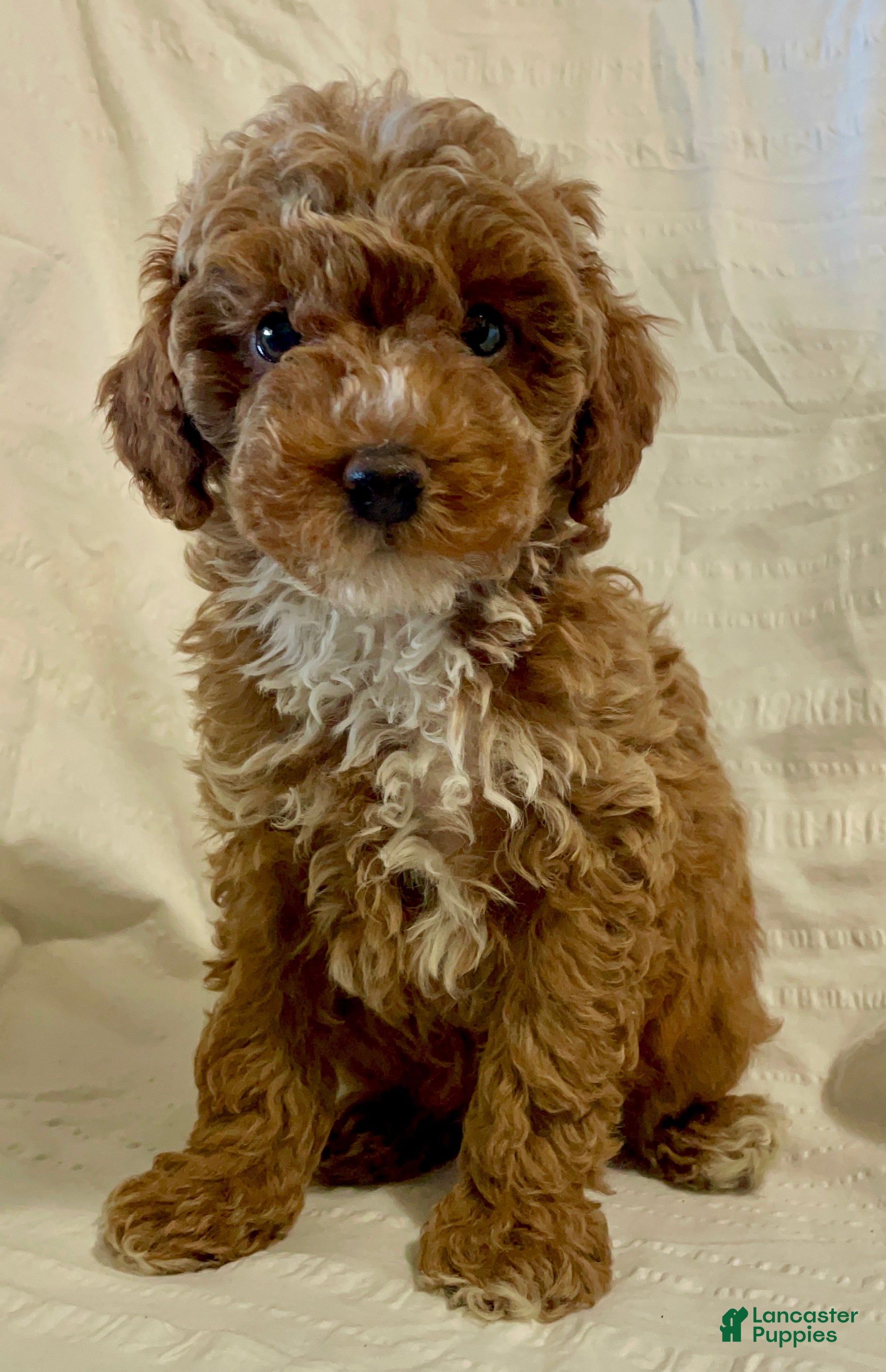 Toy Poodle dogs Pumpkin  - Ad 22