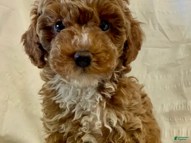 Toy Poodle dogs Pumpkin - Ad 22