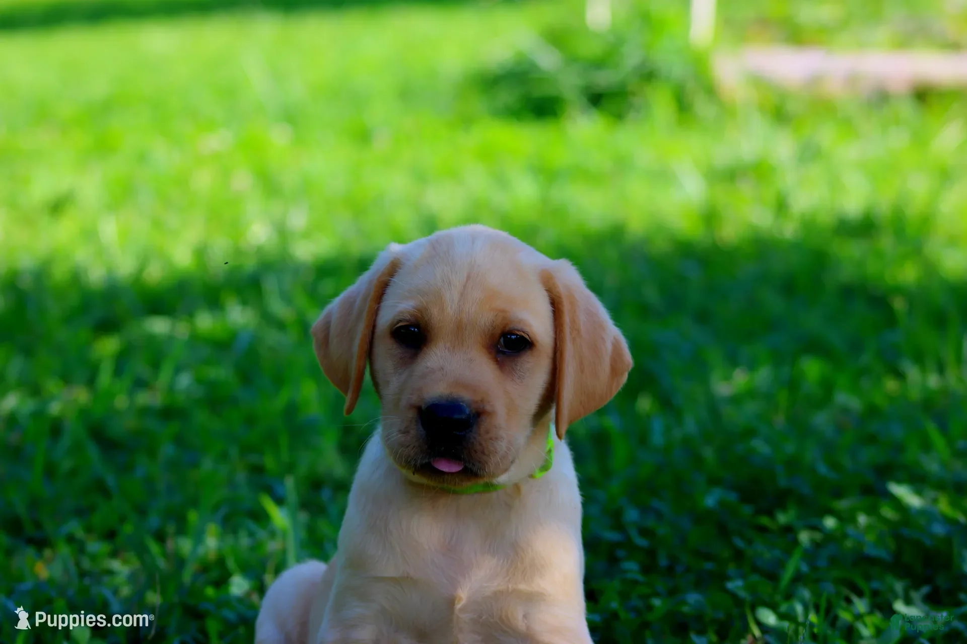 Labrador Retriever dogs Scout - Ad 17