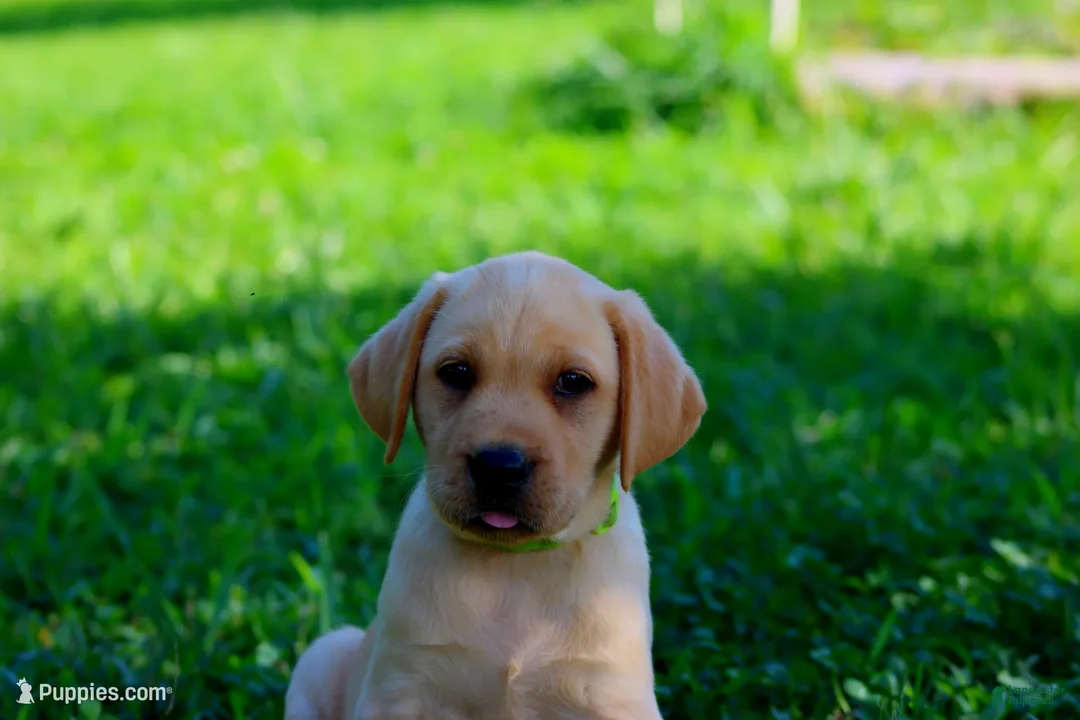 Labrador Retriever dogs for sale: Scout - Ad 1